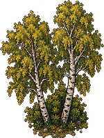 birch
