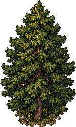 pine